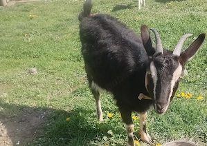 Capră de vânzare cu lapte!