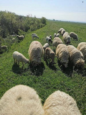 Vând 20 de miei în jur de 15 kg bucata 
