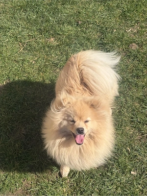 Pomeranian Mascul  - imagine 3