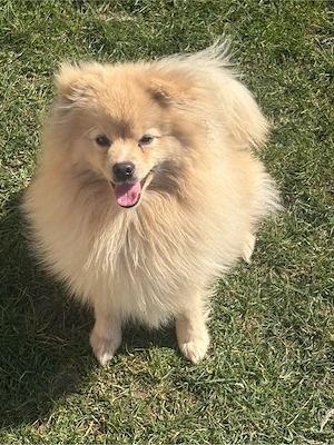Pomeranian Mascul 