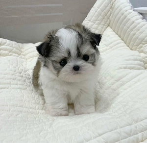 Shih Tzu Mini Toy Superbi