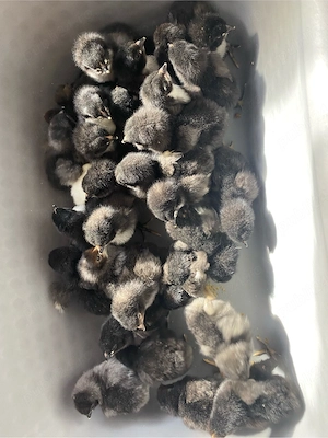 Puisori cauta casuta noua