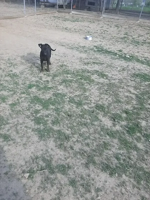Masculul ciobanesc belgian malinois  - imagine 4