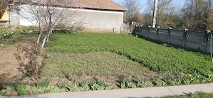 Casa la tara cu teren   curte mare - imagine 3