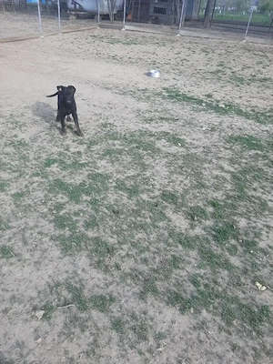Masculul ciobanesc belgian malinois  - imagine 5