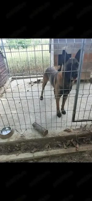 Masculul ciobanesc belgian malinois  - imagine 6