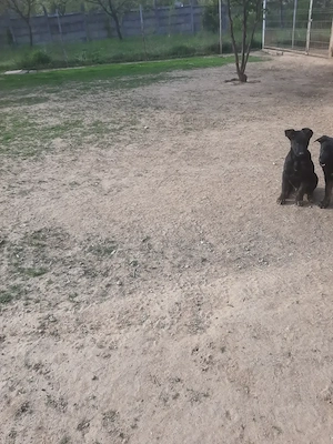 Masculul ciobanesc belgian malinois 