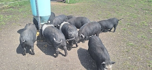 Purcei, godani de vanzare