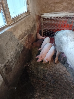 Vând purcei de casă 8saptamani v - imagine 2