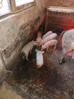 Vând purcei de casă 8saptamani v