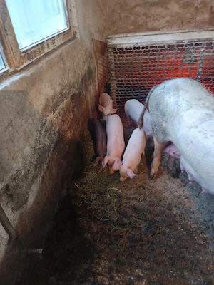 Vând purcei de casă 8saptamani v - imagine 3
