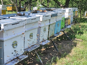 vand familii de albine