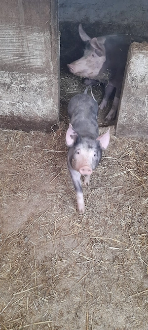 Vand doi purcei pietran belgian fata si baiat