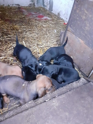 pui de tekel caută casă nouă