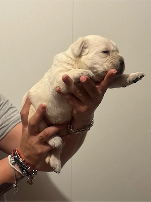 pui labrador auriu  - imagine 4