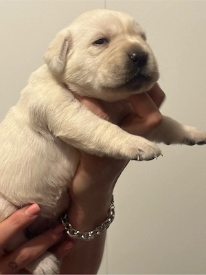 pui labrador auriu  - imagine 2