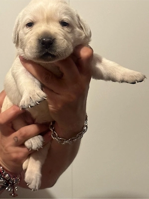 pui labrador auriu  - imagine 3