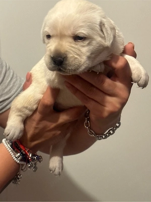 pui labrador auriu  - imagine 5