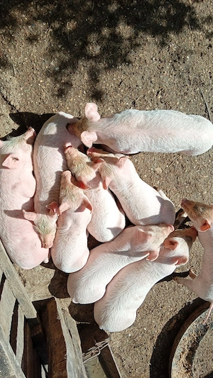 Purcei marele alb de vanzare 6 Săptămâni - imagine 2