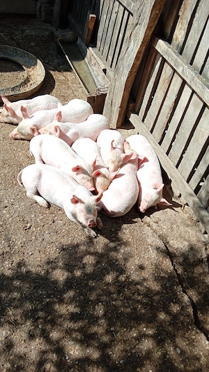 Purcei marele alb de vanzare 6 Săptămâni - imagine 3