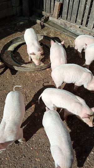 Purcei marele alb de vanzare 6 Săptămâni