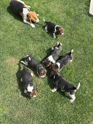 Vând catei beagle tricolor 