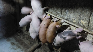 Purcei de vanzare  - imagine 3