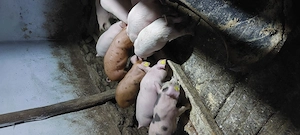 Purcei de vanzare  - imagine 5