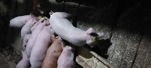 Purcei de vanzare  - imagine 6