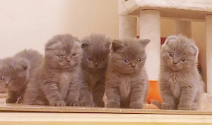 vand pisici schotis si brithis blue 