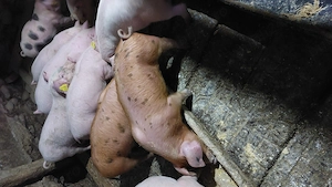 Purcei de vanzare  - imagine 2