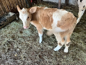 Vand o vițea bălțată - imagine 3