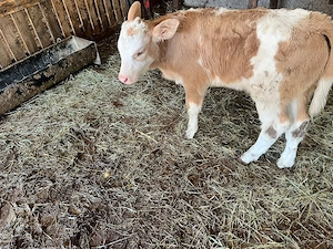 Vand o vițea bălțată - imagine 5