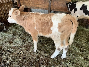 Vand o vițea bălțată