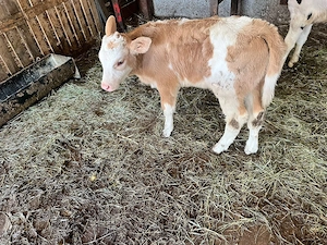 Vand o vițea bălțată - imagine 4