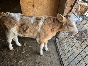 Vand o vițea bălțată - imagine 2