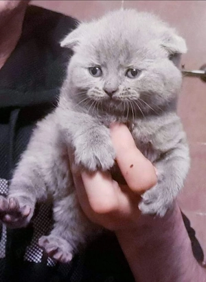 vand pisici schotis si brithis blue  - imagine 3