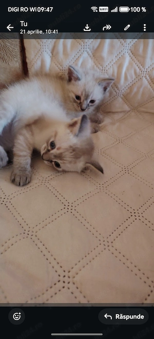 Puiuți minunnați  Ragdoll  - imagine 2