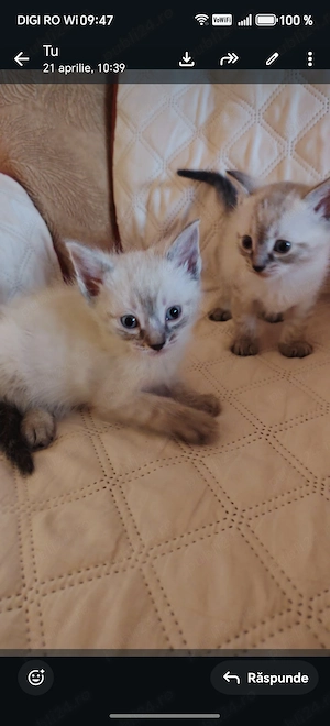 Puiuți minunnați  Ragdoll  - imagine 3