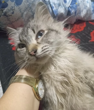 Puiuți minunnați  Ragdoll  - imagine 4