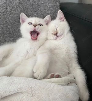 Pui British shorthair 