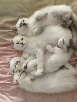 Pui British shorthair  - imagine 4