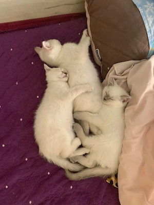 Pui British shorthair  - imagine 5