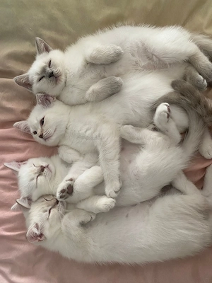 Pui British shorthair  - imagine 3