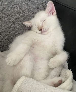 Pui British shorthair  - imagine 2