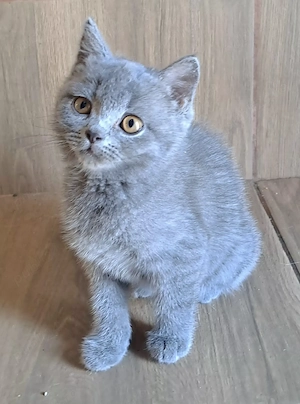 British Shorthair - imagine 2