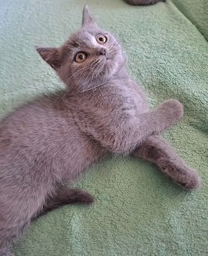 British Shorthair - imagine 5