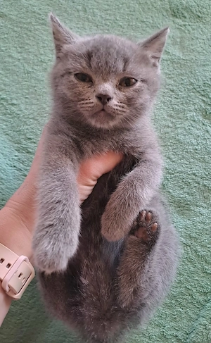 British Shorthair - imagine 4