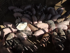 Vând purcei rasa de carne