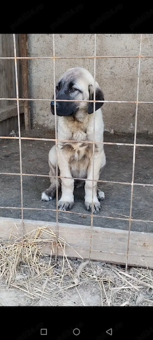 Vând femelă kangal  - imagine 2